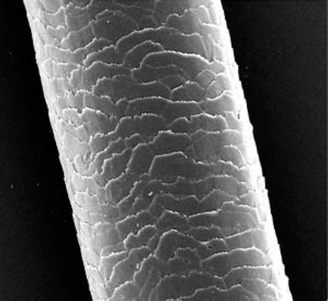Slika človeških celic pod mikroskopom