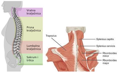 Anatomija ishiadičnega živca