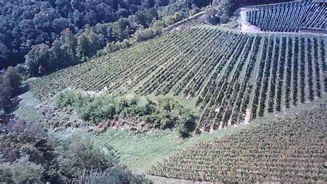 Vinograd na Goriškem