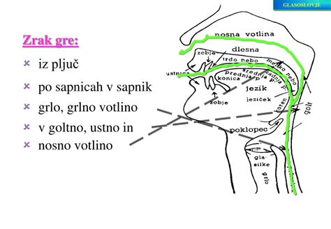 Ilustracija človeškega nosu z notranjimi detajli nosne votline in sluznice.