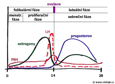 Graf menstrualnega ciklusa z označenimi fazami in spremembami telesnih parametrov