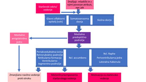 Grafični prikaz možganskih področij, ki vplivajo na cerebralno paralizo