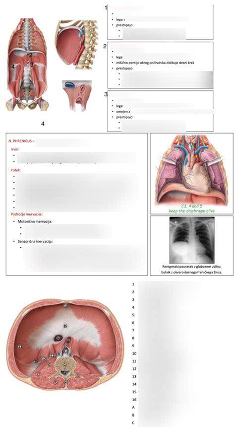 Diagram anatomije prsnega koša z rebri