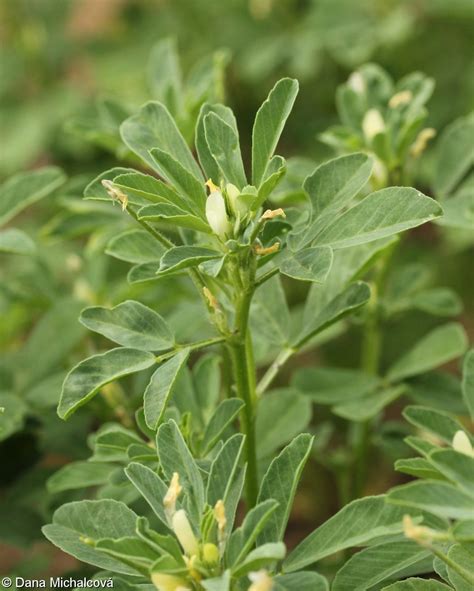 Ilustracija rastline grškega sena (Trigonella foenum-graecum)