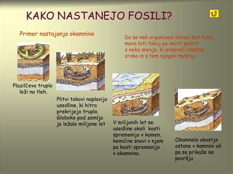 Fosilni ostanki rastlin