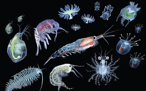 Morski plankton in alge