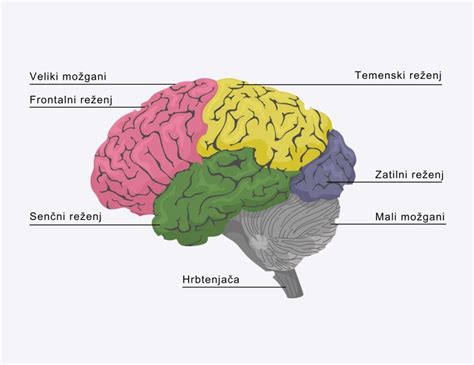 Diagram človeških možganov z označenimi področji, ki jih DHA podpira