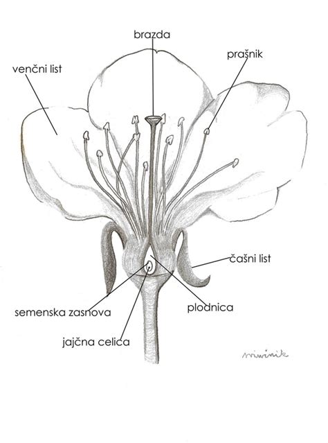 Diagram ženskega reproduktivnega sistema z označenimi deli, ki proizvajajo vaginalni izcedek.
