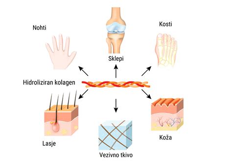 Infografika: Ključni hormoni ščitnice in njihova vloga v telesu.