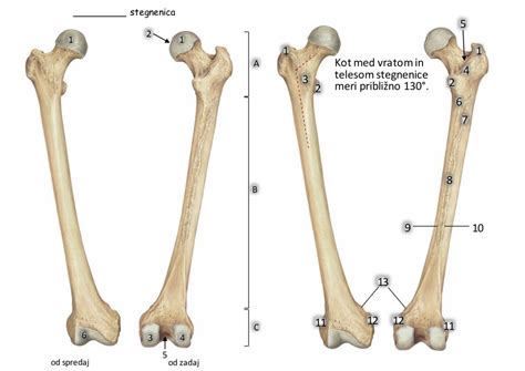 Diagram prikazuje mere fetalne biometrije: glava, trebuh, stegnenica
