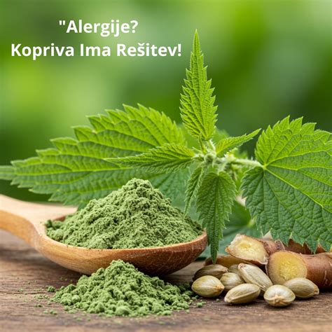 Slika zelišč, ki se uporabljajo za lajšanje alergij