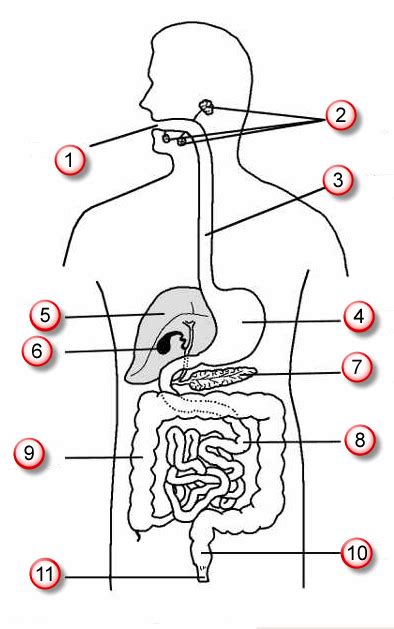 Prebavni sistem človeka