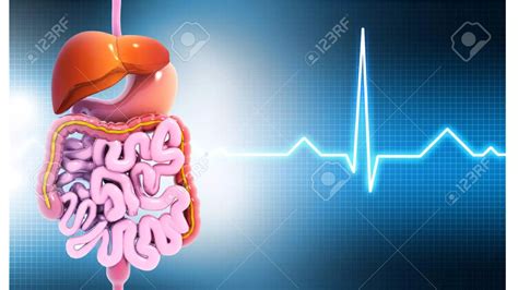 Ilustracija zdravega prebavnega trakta