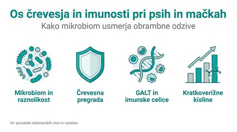 Diagram, ki prikazuje entero-mamarne os in potovanje imunskih celic ter molekul od materinega črevesja do mlečne žleze.
