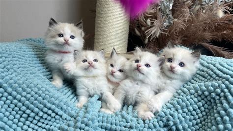 Mladiči z rodovniki.