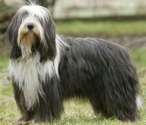 Rodovniški bradati škotski ovčarji.