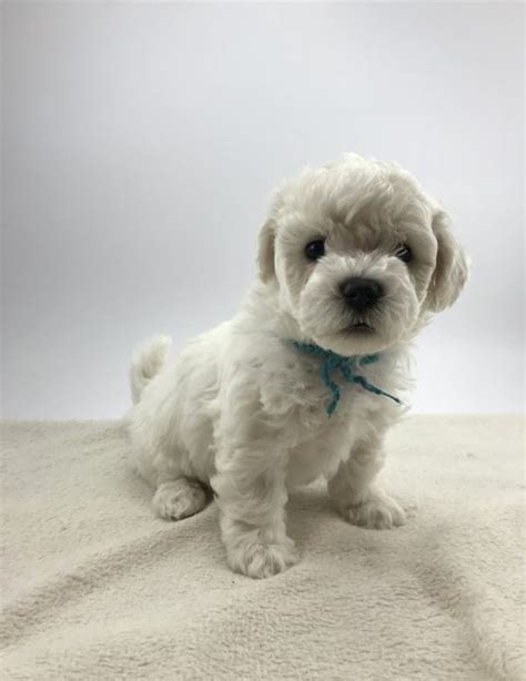 Rodovniški kodrasti bišon.