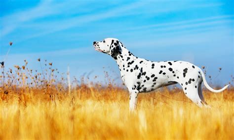 Rodovniški dalmatinci.