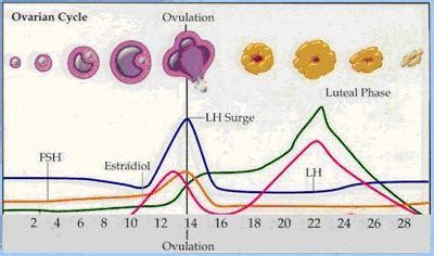 Diagram, ki prikazuje hormonsko regulacijo menstrualnega ciklusa