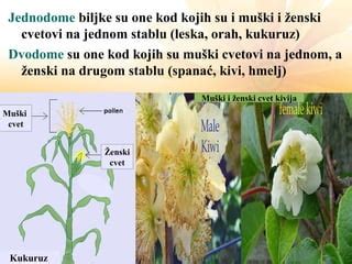 Shema ženskih reproduktivnih organov