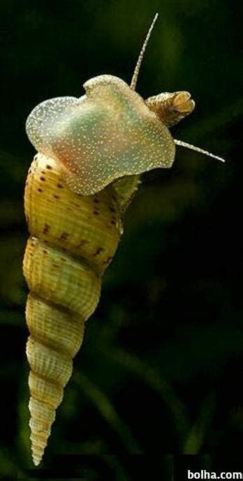 Akvarijski polž v naravnem okolju