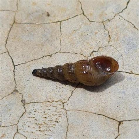 Melanija (Melanoides tuberculata)