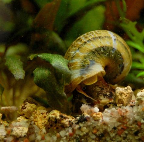 Različne vrste akvarijskih polžev