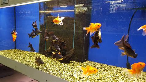 Ribe in polži sobivajo v akvariju