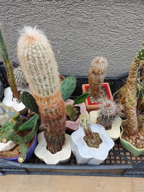 Slika različnih vrst jogurtov in skute