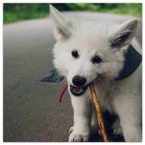 Slika psa, ki si praska uho