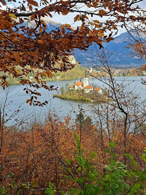 Slika kostanja na Bledu