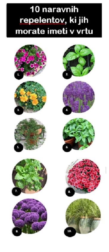 Ilustracija različnih naravnih repelentov