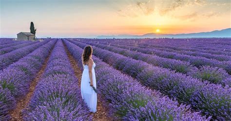 Sivkino polje v Provansi