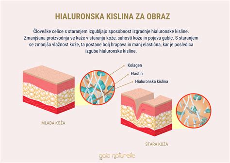 Diagram slojev kože s poudarkom na vezivnem tkivu