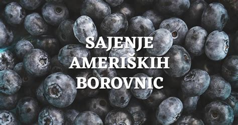 Grm ameriških borovnic s plodovi