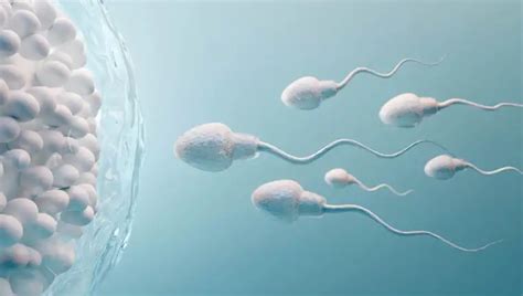 Diagram oploditve jajčeca s spermiji