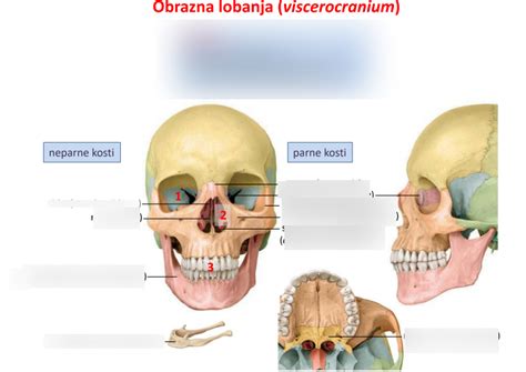 Diagram človeške nosne votline z označenimi hoanami