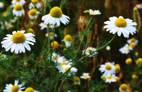 Različna zelišča, kot so kamilica, melisa, lipov cvet, na kupčku.