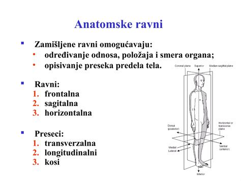 Anatomija analnega predela