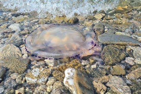 Plavajoče meduze v velikem številu