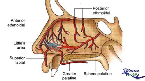 diagram anatomije sinusov