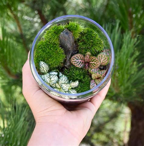 Ilustracija dveh različnih vrst dvojčkov