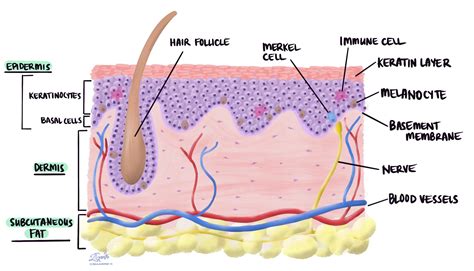 Diagram, ki prikazuje plasti kože in učinek mazila