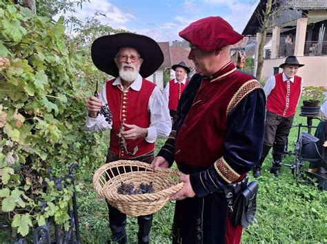 Fotografija trgatve Nacetove trte v Cerkljah na Gorenjskem.