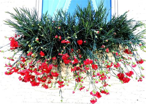 Ilustracija Gorenjskih nageljnov.