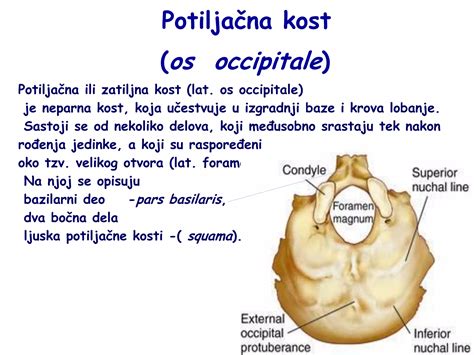 Primerjava normalne in plagiocefalične lobanje