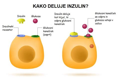 Ilustracija telesa, ki prikazuje delovanje inzulina na celice