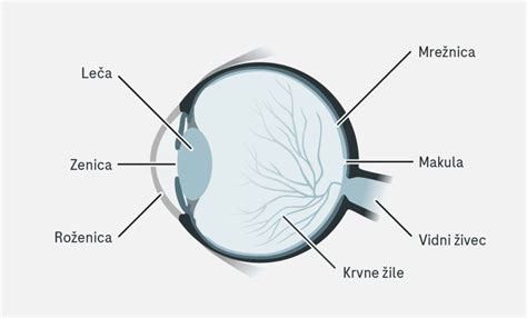Diagram človeškega nohta z označenimi deli