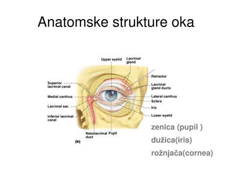 Ilustracija anatomske strukture danke in anusa z označenimi venami.