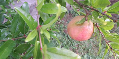 Ilustracija zrelega granatnega jabolka, ki je razpolovljeno, da se pokažejo sočna semena.